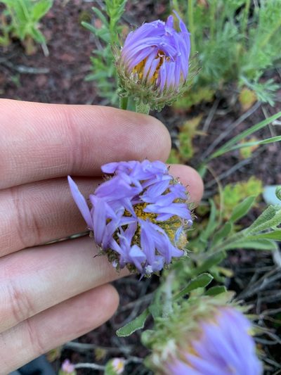 Townsendia parryi, photographed by Spencer Quayle