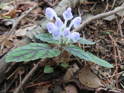 Scutellaria laeteviolacea, photographed by Marco Mussita
