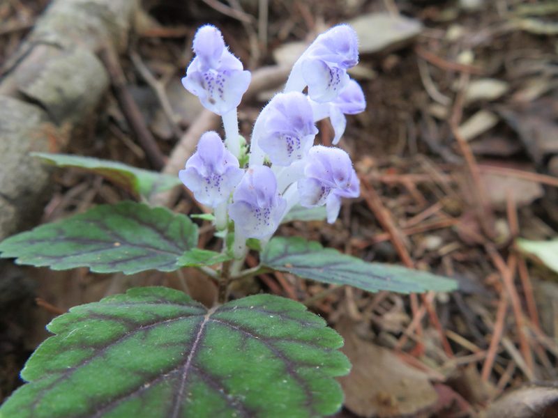 Scutellaria laeteviolacea, photographed by Marco Mussita