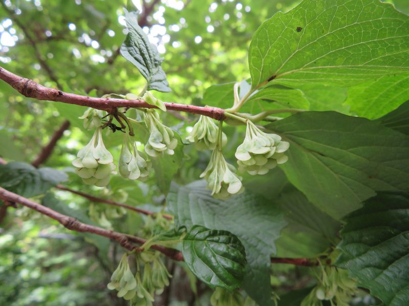 Euptelea polyandra, photographed by Marco Mussita