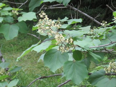 Catalpa ovata, photographed by Marco Mussita