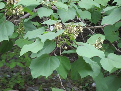 Catalpa ovata, photographed by Marco Mussita
