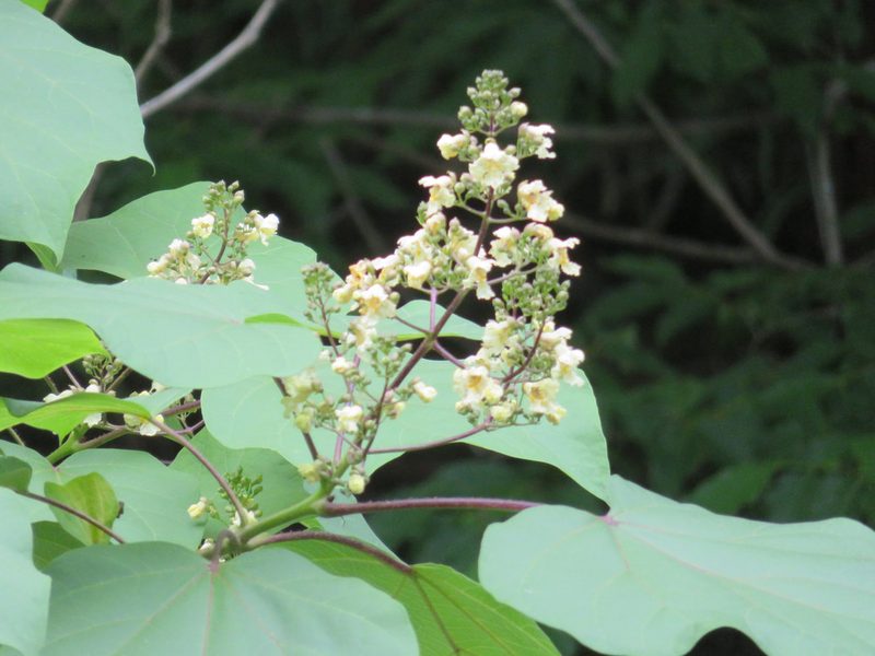 Catalpa ovata, photographed by Marco Mussita