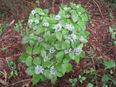 Hydrangea hirta, photographed by Marco Mussita