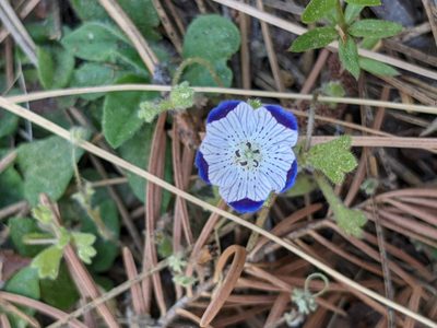 Nemophila maculata, photographed by mgentile