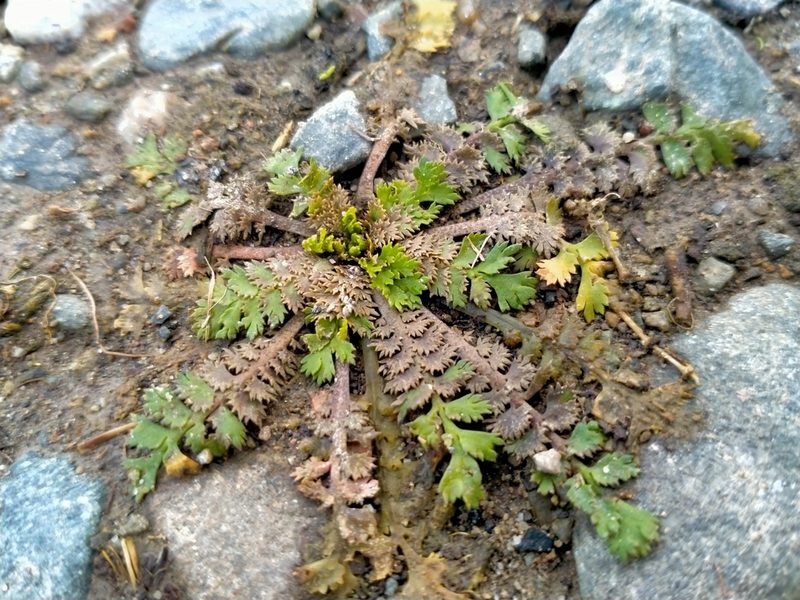 Lepidium tenuicaule, photographed by John Barkla
