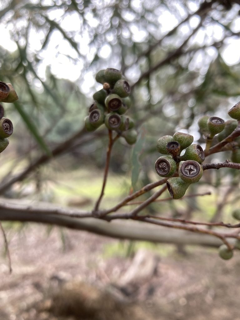 Eucalyptus pulchella, photographed by krumpianking
