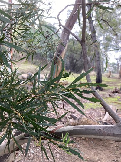 Eucalyptus pulchella, photographed by krumpianking