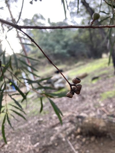 Eucalyptus pulchella, photographed by krumpianking