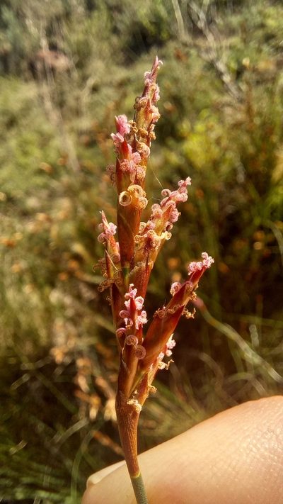 Restio albotuberculatus, photographed by kevin koen