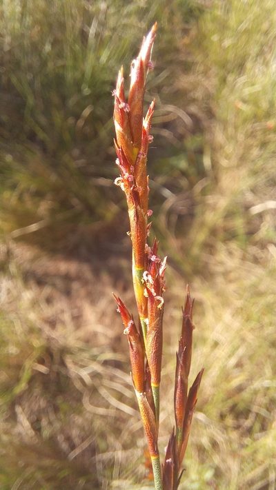 Restio albotuberculatus, photographed by kevin koen