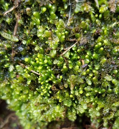Calypogeia muelleriana, photographed by Helen Waterman