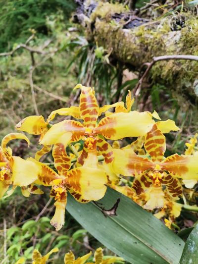 Rossioglossum schlieperianum, photographed by Carlos Bolaños