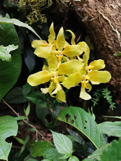 Rossioglossum schlieperianum, photographed by Carlos Bolaños