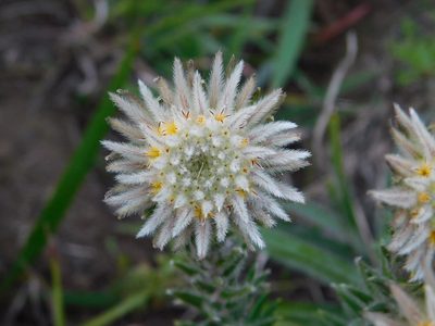 Phylica calcarata, photographed by Klaus Wehrlin