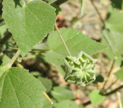 Abutilon abutiloides, photographed by Francisco Farriols Sarabia