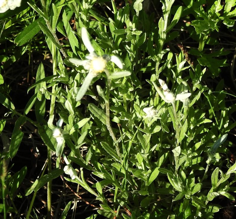 Leontopodium leontopodioides, photographed by Анна Васильченко
