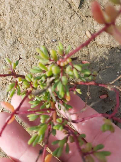 Suaeda arbusculoides, photographed by Tim