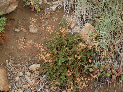 Potentilla tweedyi, photographed by Jacy Chen