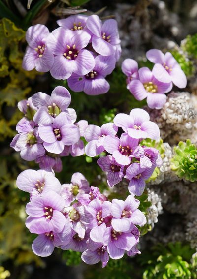 Petrocallis pyrenaica, photographed by Patrick Hacker