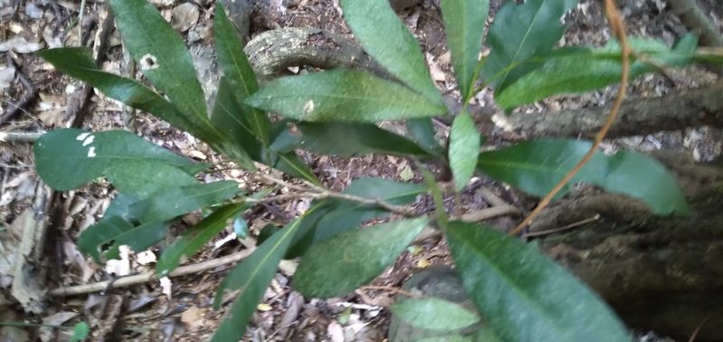 Cola natalensis, photographed by Rosemary Harrison
