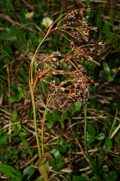 Luzula glabrata, photographed by Patrick Hacker