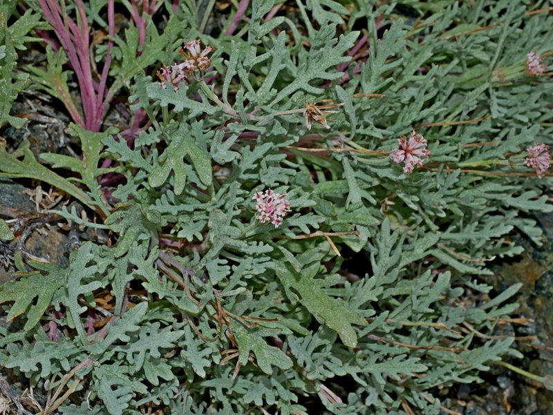 Chaenactis thompsonii, photographed by Jacy Chen