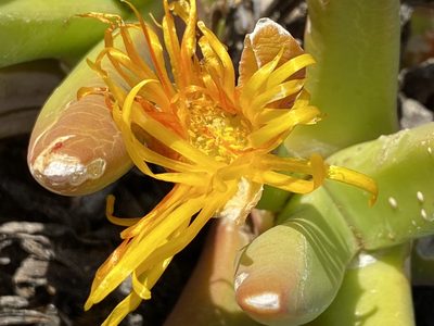 Glottiphyllum regium, photographed by Dave U