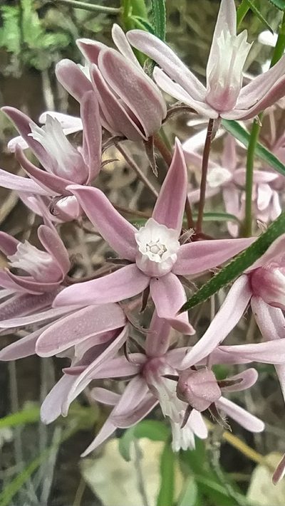Cynanchum purpureum, photographed by Ochirnima Nimaev