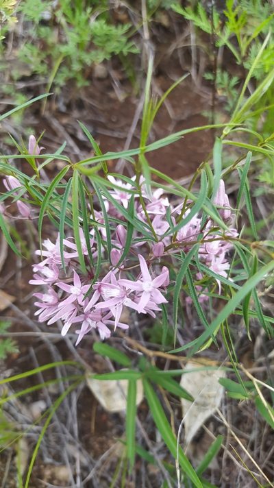 Cynanchum purpureum, photographed by Ochirnima Nimaev