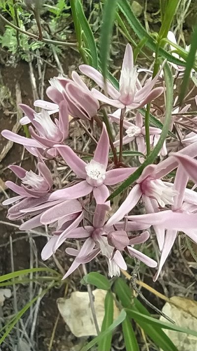 Cynanchum purpureum, photographed by Ochirnima Nimaev