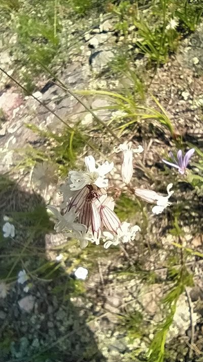 Silene jeniseensis, photographed by Ochirnima Nimaev