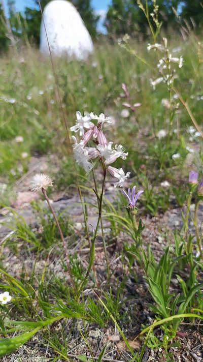Silene jeniseensis, photographed by Ochirnima Nimaev