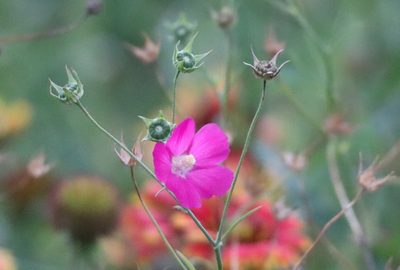 Callirhoe leiocarpa, photographed by Vicki Miller