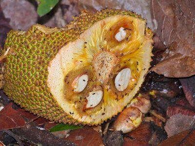 Artocarpus integer, photographed by Bernard DUPONT