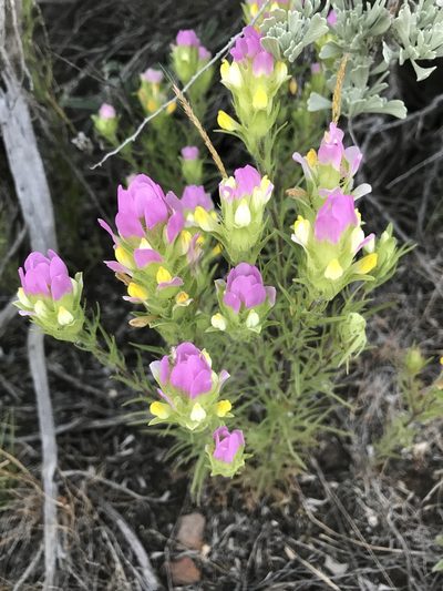 Orthocarpus tenuifolius, photographed by colinpena