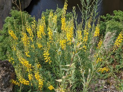Cytisus nigricans, photographed by Zoltán Stekkelpak