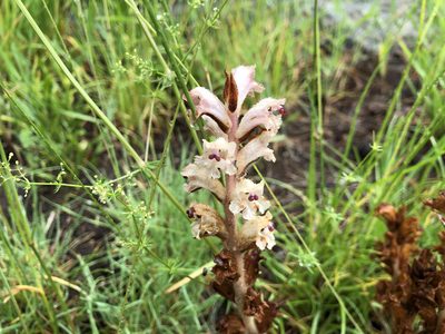 Orobanche caryophyllacea, photographed by Jason Grant