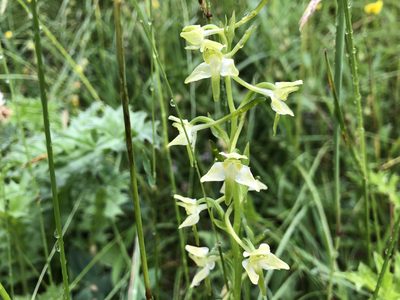 Platanthera chlorantha, photographed by Jason Grant
