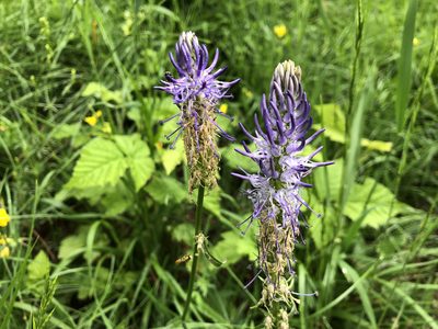 Phyteuma betonicifolium, photographed by Jason Grant