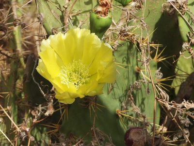 Opuntia dillenii, photographed by amantedarmanin