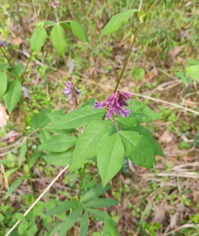 Vicia ramuliflora, photographed by Юлия