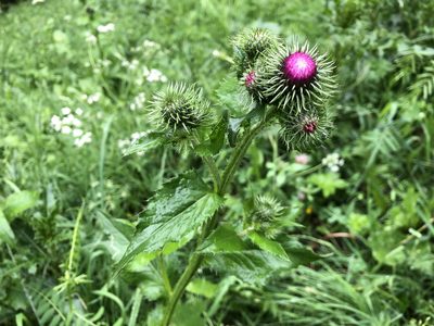 Carduus personata, photographed by Jason Grant