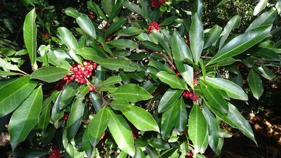Ilex mitis, photographed by Paul Emms