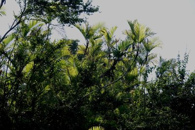 Bactris major, photographed by desertnaturalist