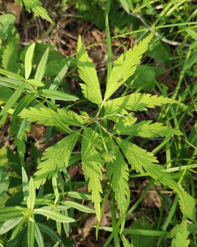 Anemonoides reflexa, photographed by Юлия