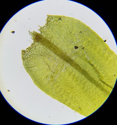 Warnstorfia fluitans, photographed by Helen Waterman
