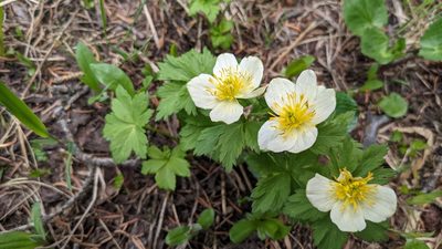 Trollius albiflorus, photographed by Quinn Campbell
