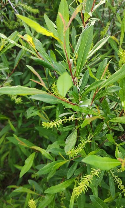 Salix rhamnifolia, photographed by Юлия