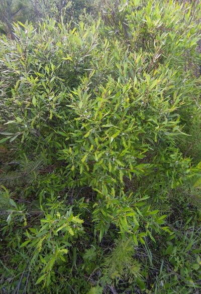 Salix rhamnifolia, photographed by Юлия